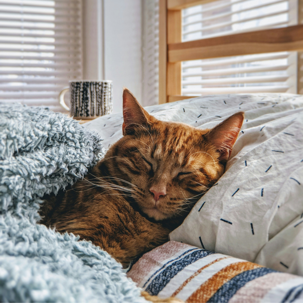 Cat Essentials