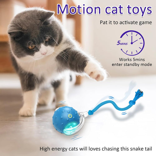 Chirping Cat Play Ball